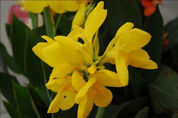 Canna Hello Yello
